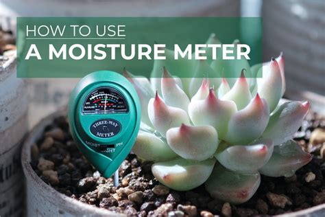 using a moisture meter for succulents|moisture meter for cactus plants.